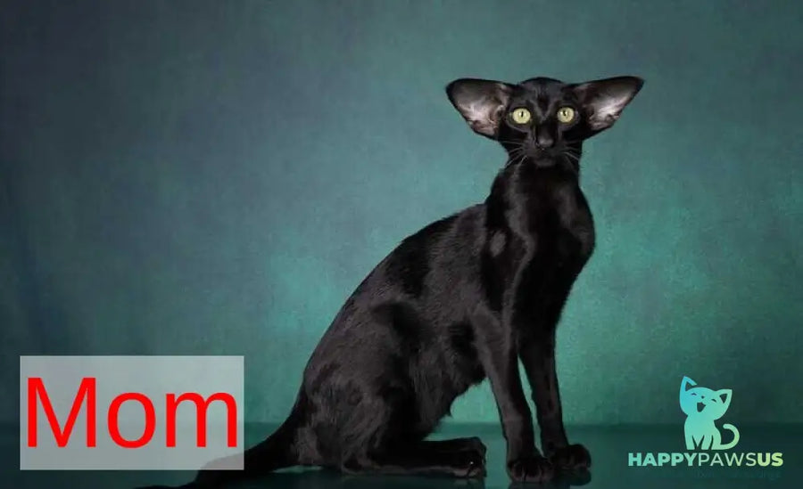 Sindy Oriental Shorthair female black bicolour - live animals