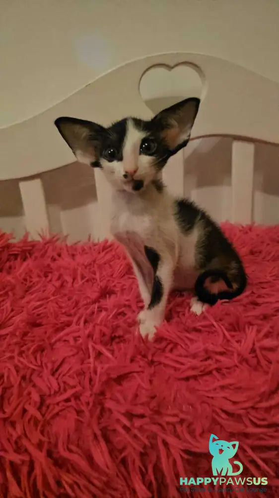 Sindy Oriental Shorthair female black bicolour - live animals