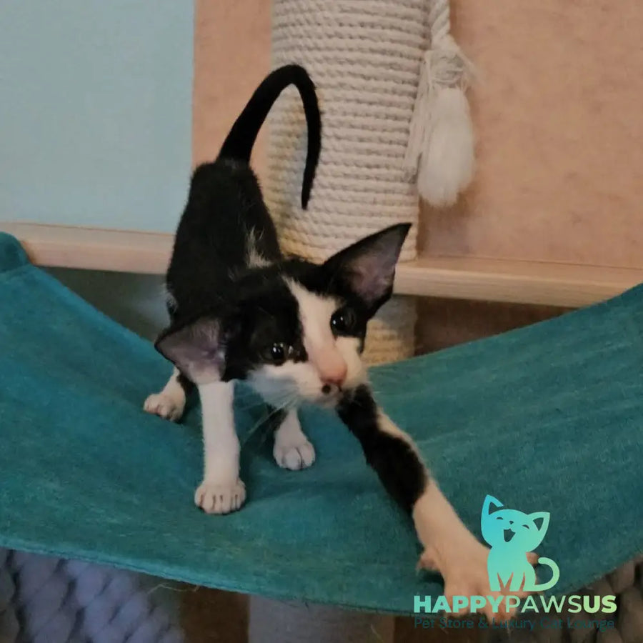 Sindy Oriental Shorthair female black bicolour - live animals