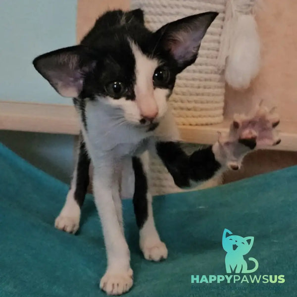 Sindy Oriental Shorthair female black bicolour - live animals