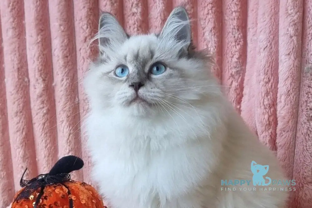 Sireniya Siberian female blue tabby pointed with white live animals