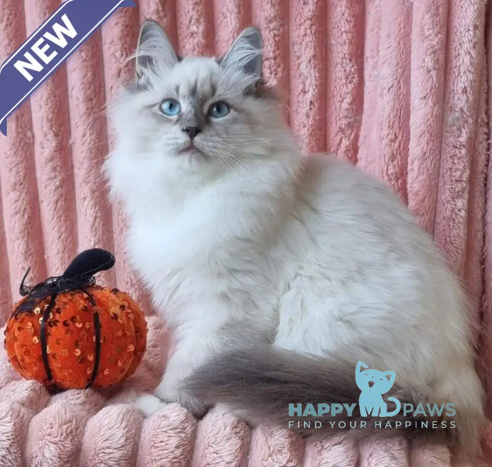 Sireniya Siberian female blue tabby pointed with white live animals