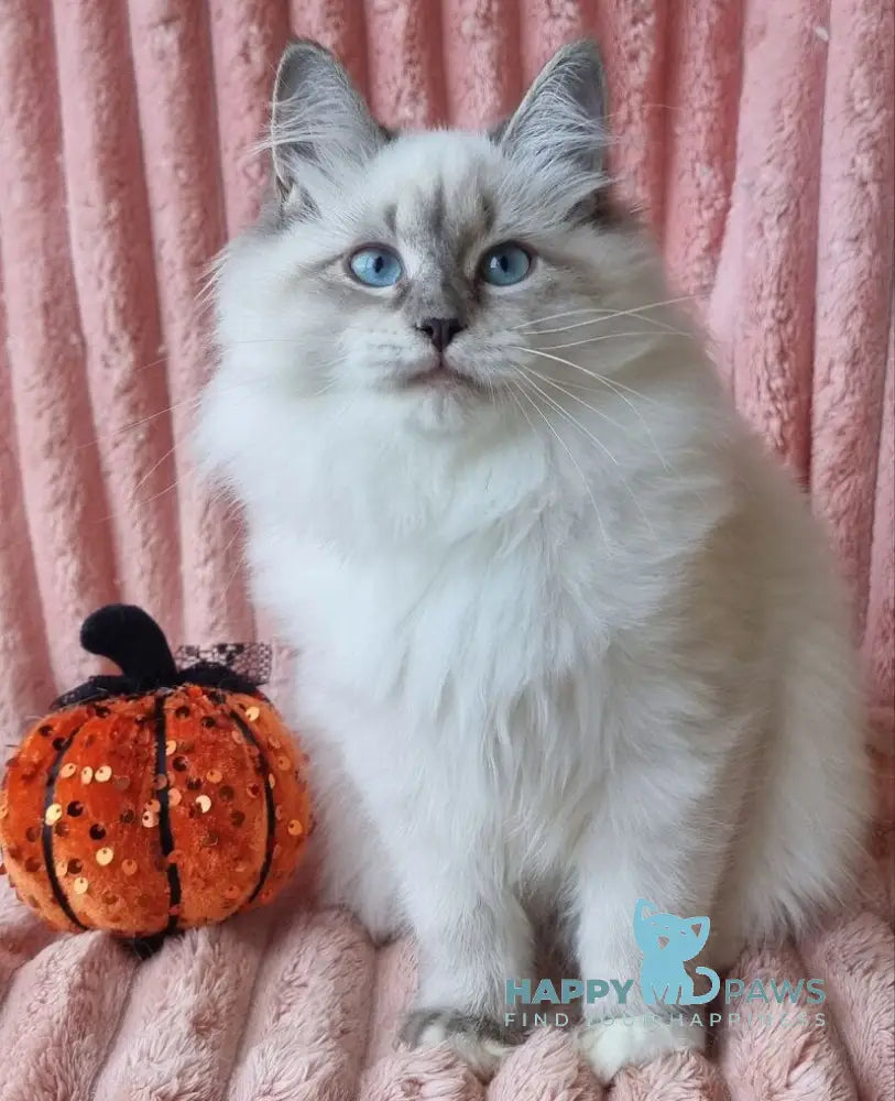 Sireniya Siberian female blue tabby pointed with white live animals