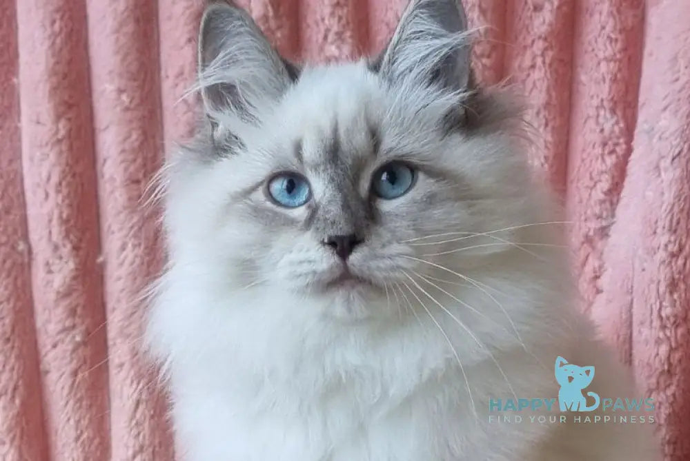 Sireniya Siberian female blue tabby pointed with white live animals