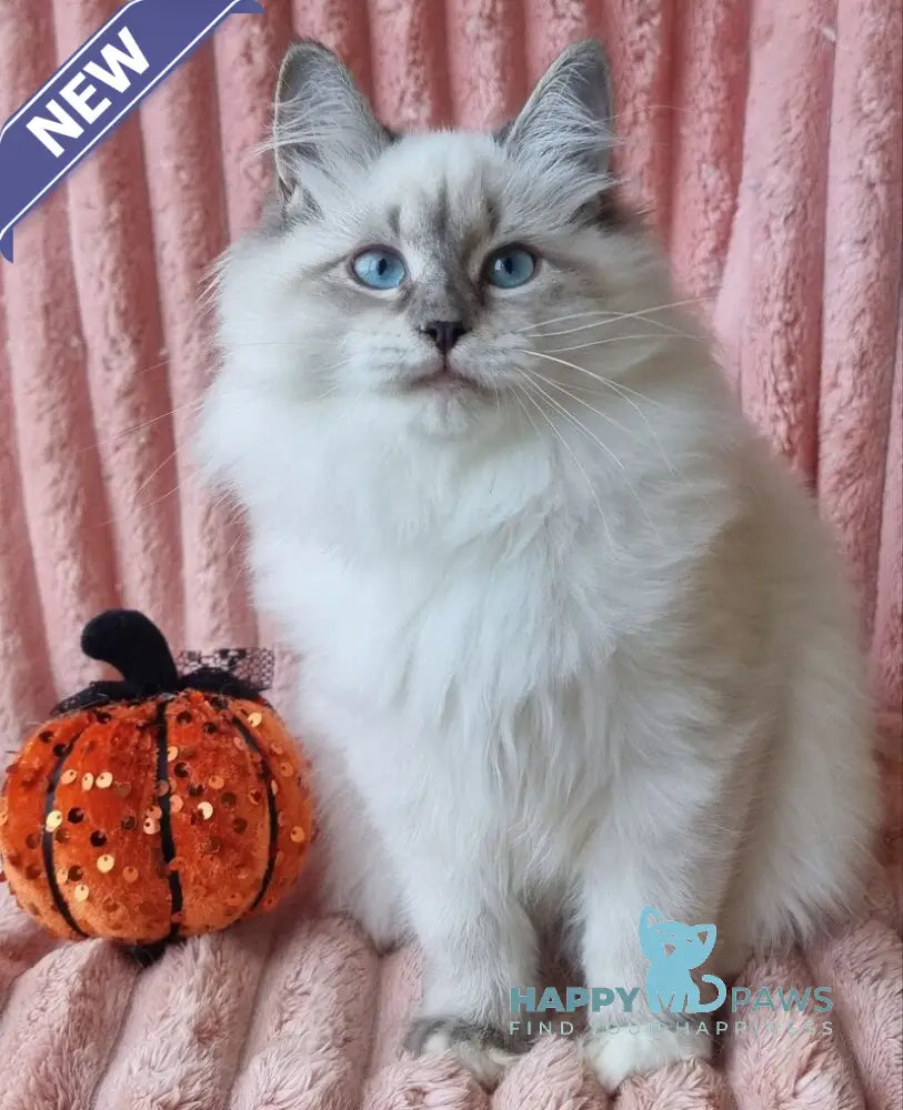 Sireniya Siberian female blue tabby pointed with white live animals