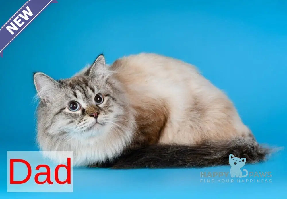 Sireniya Siberian female blue tabby pointed with white live animals