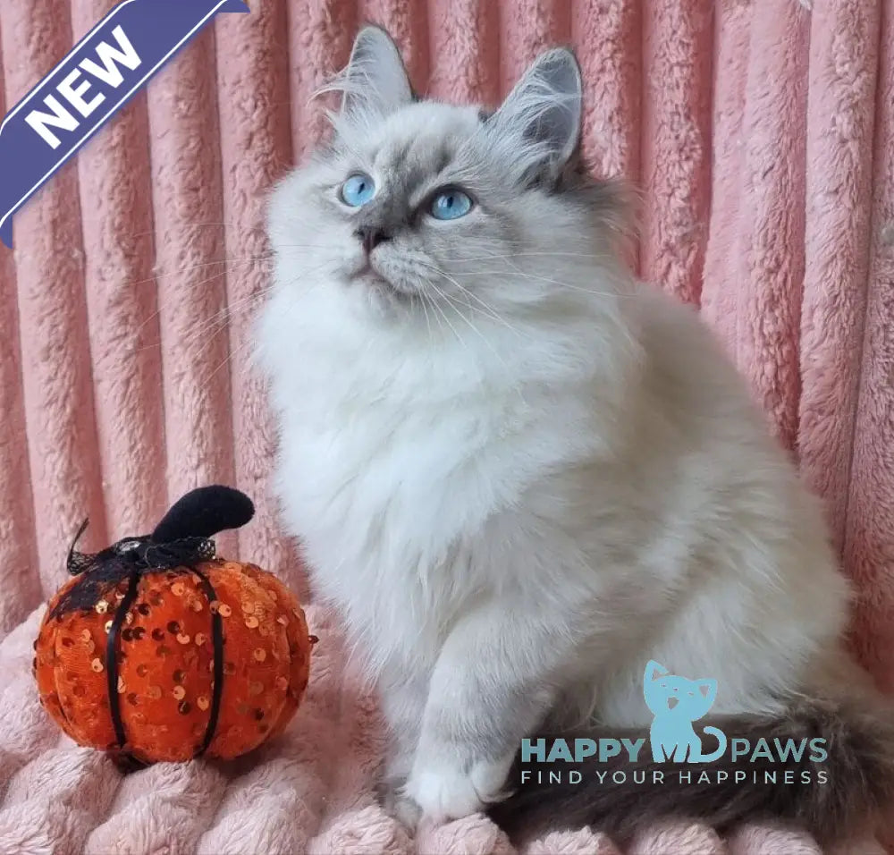 Sireniya Siberian female blue tabby pointed with white live animals