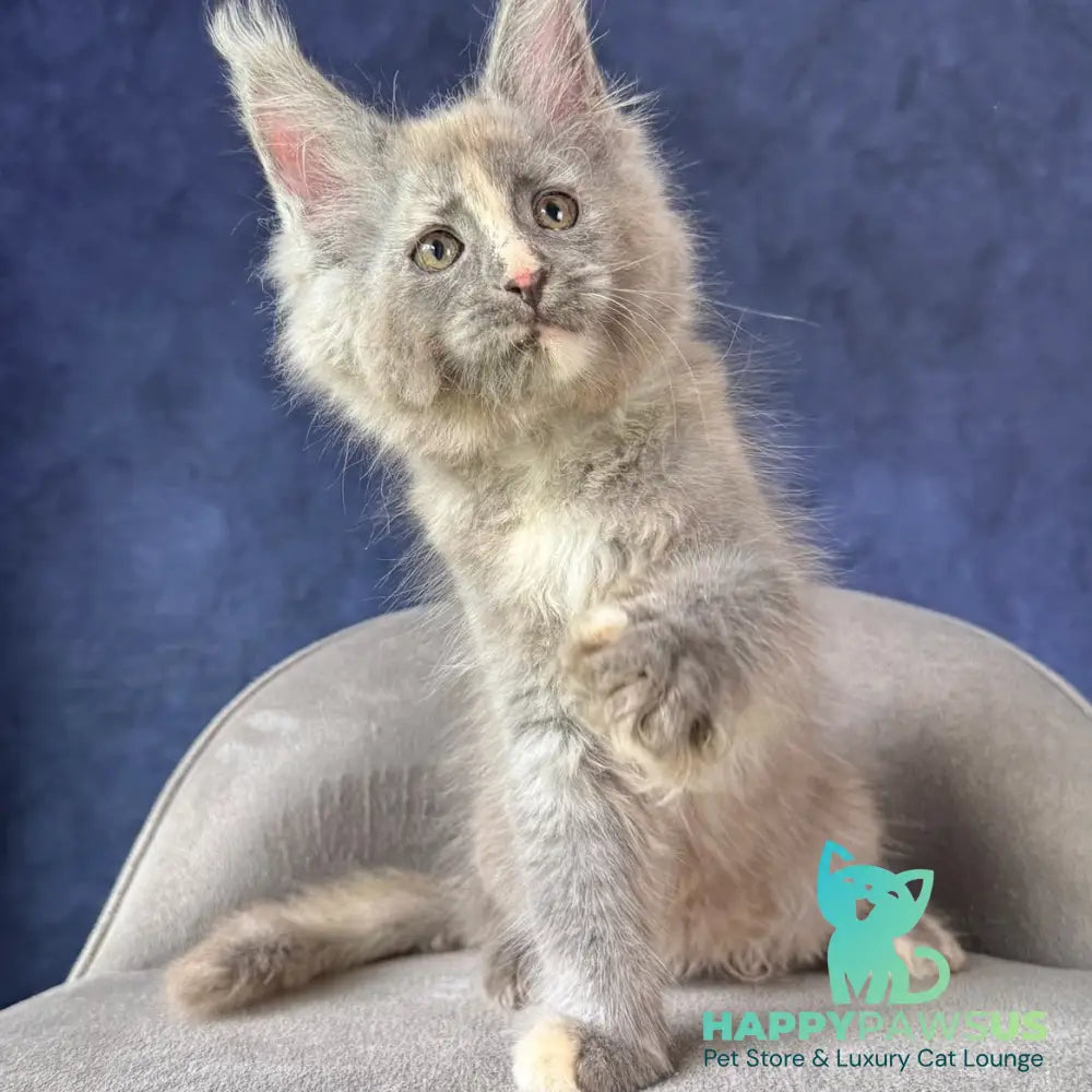 Siri Maine Coon female blue tortie silver - live animals