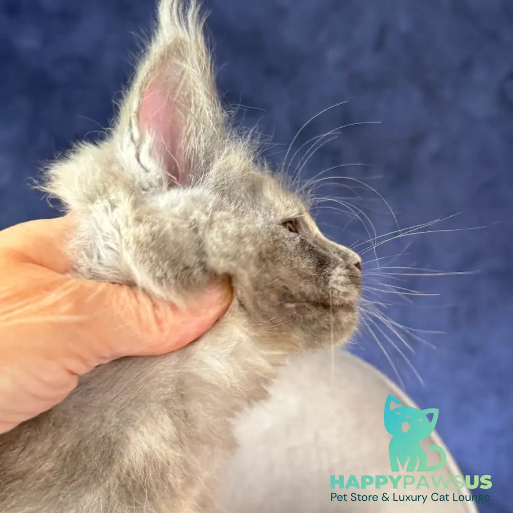 Siri Maine Coon female blue tortie silver - live animals