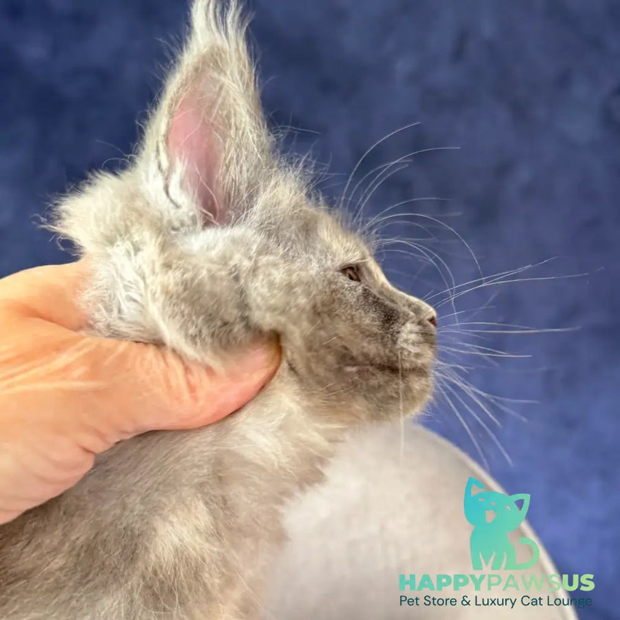 Siri Maine Coon female blue tortie silver - live animals