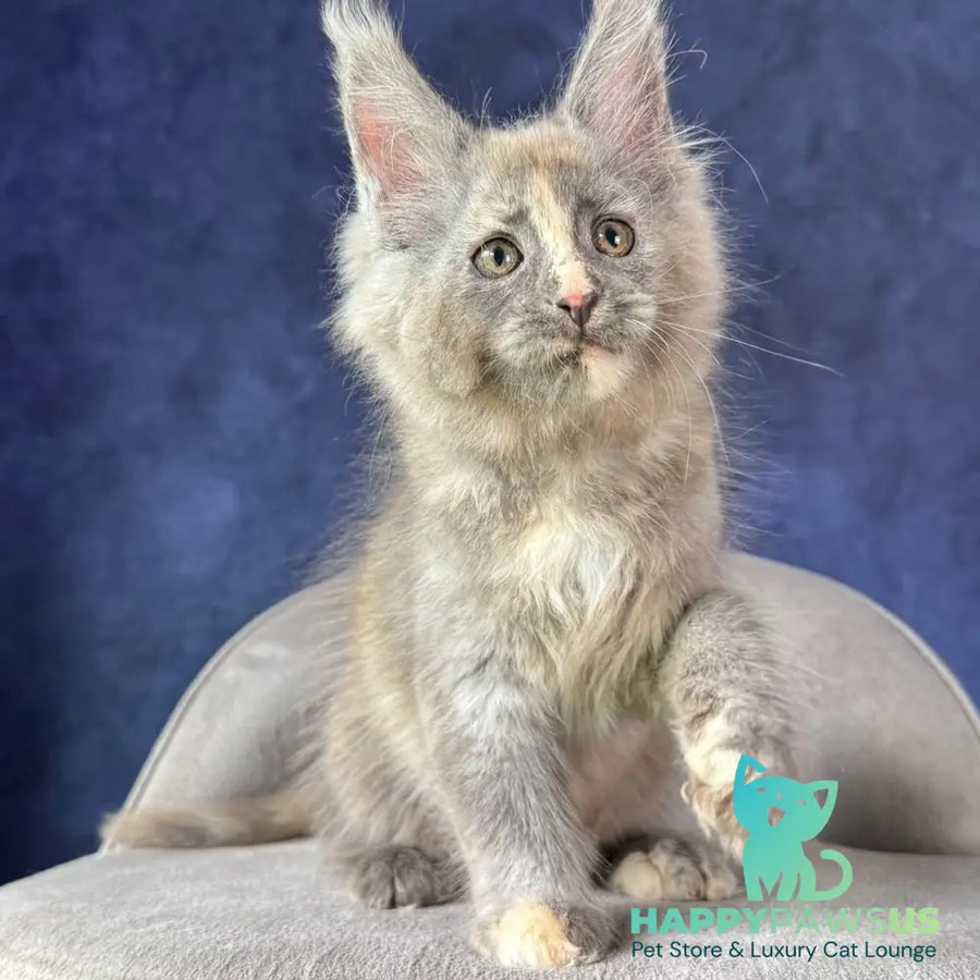 Siri Maine Coon female blue tortie silver - live animals