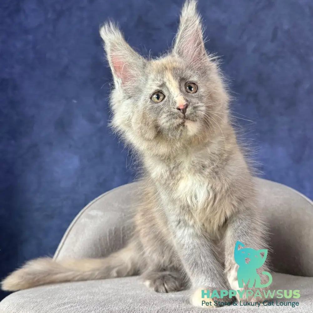 Siri Maine Coon female blue tortie silver - live animals