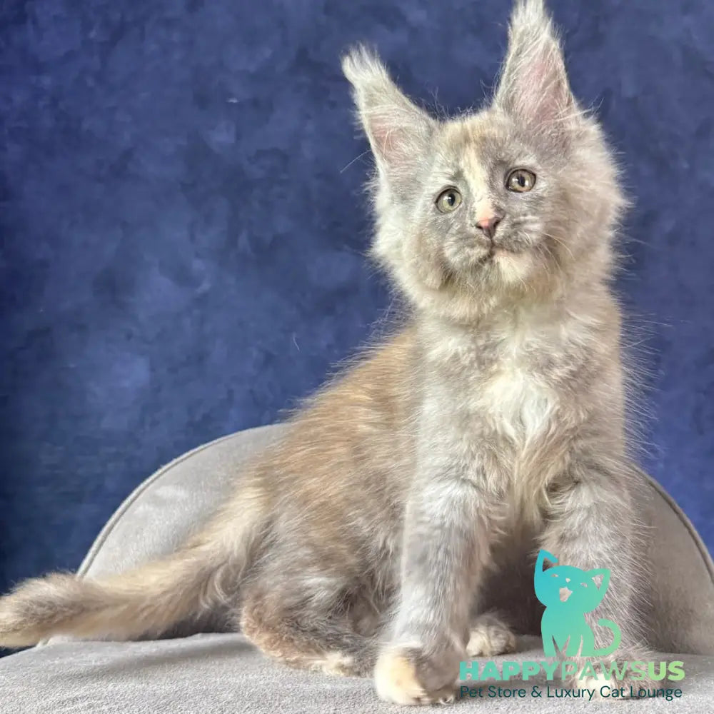 Siri Maine Coon female blue tortie silver - live animals