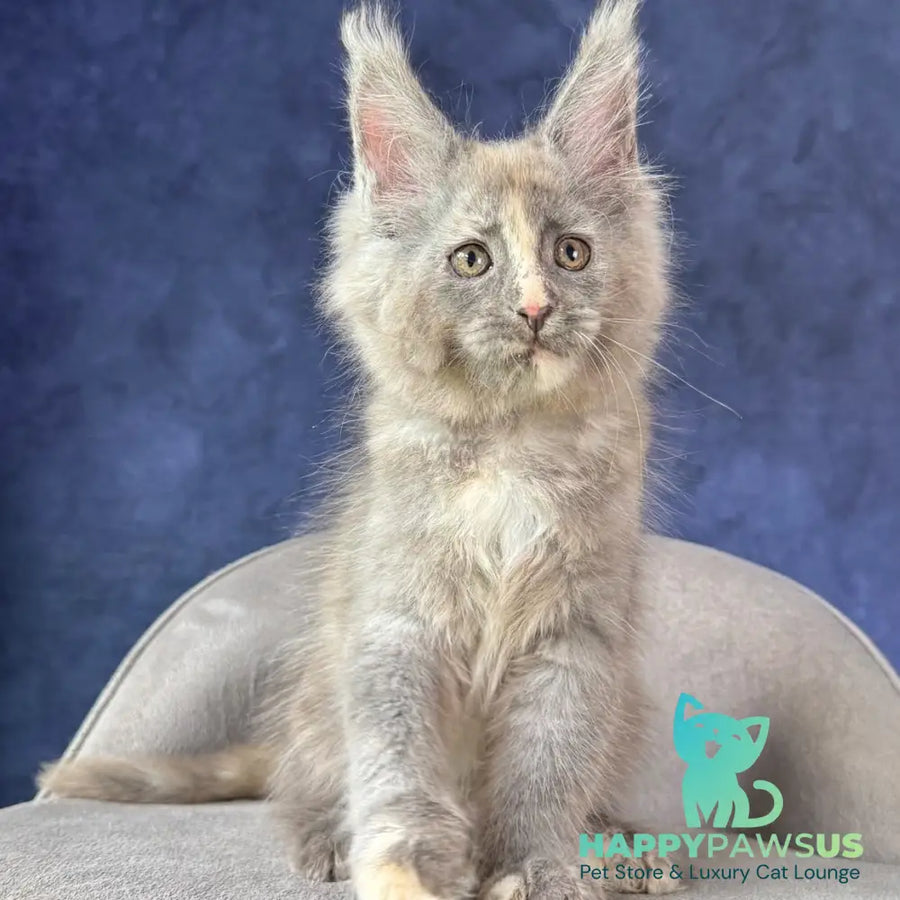 Siri Maine Coon female blue tortie silver - live animals