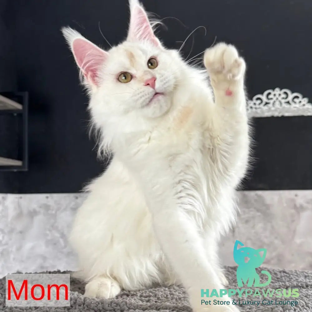 Siri Maine Coon female blue tortie silver - live animals