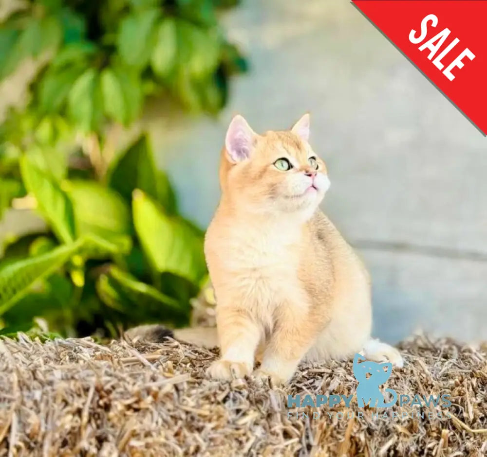 Sirius British Shorthair male black golden chinchilla live animals