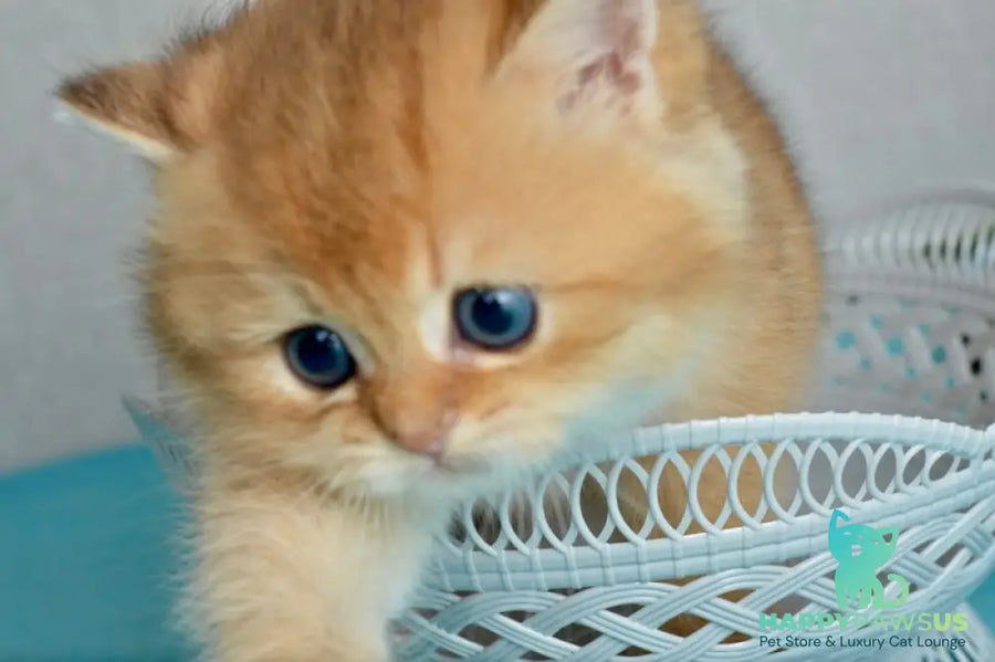 Sirius British Shorthair male black golden chinchilla - live animals