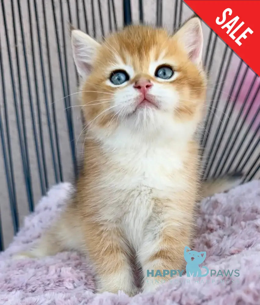 Sirius British Shorthair male black golden chinchilla live animals