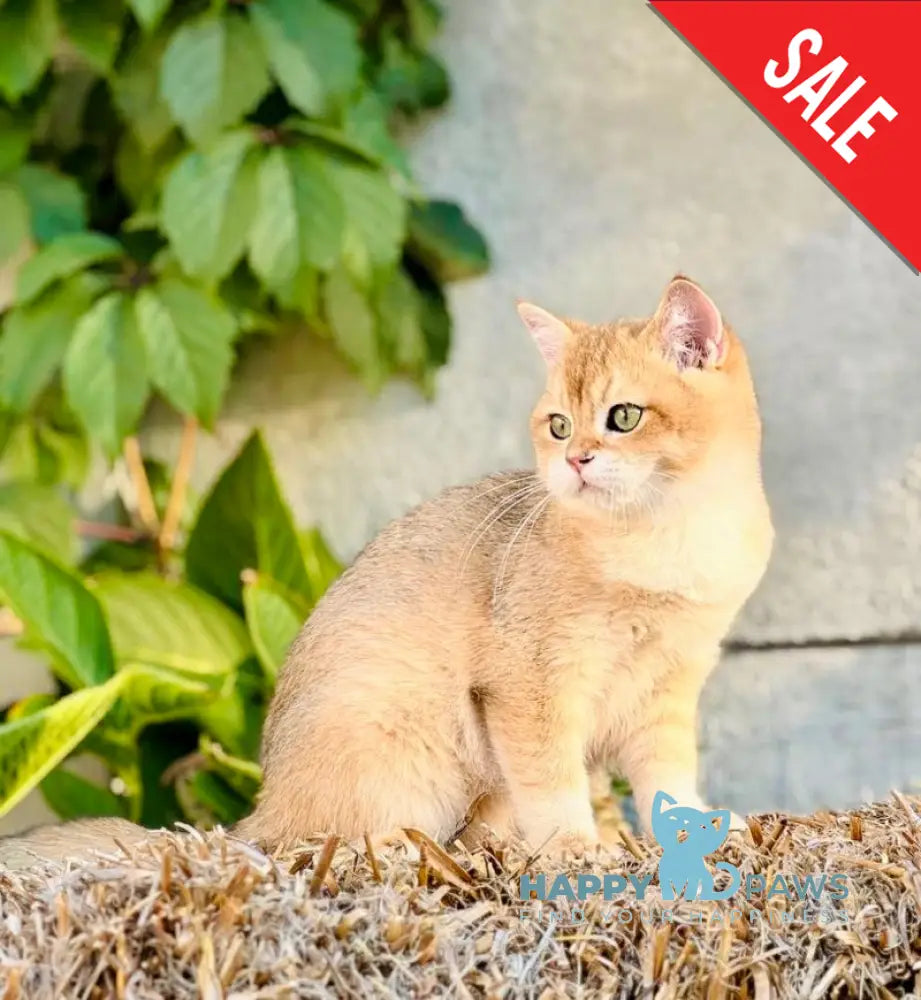 Sirius British Shorthair male black golden chinchilla live animals