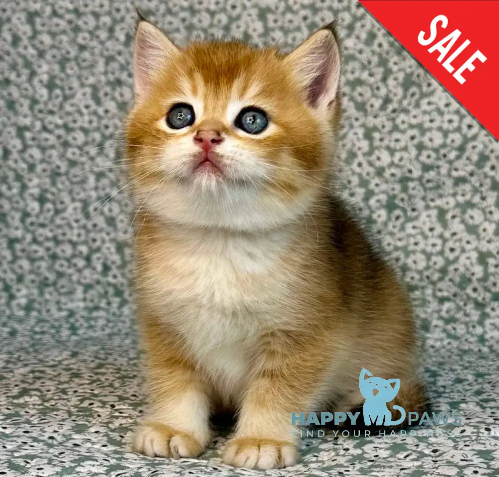 Sirius British Shorthair male black golden chinchilla live animals