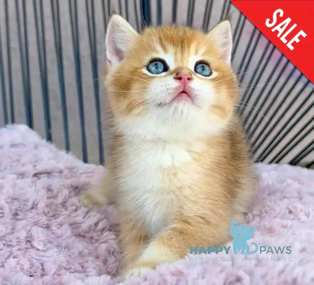 Sirius British Shorthair male black golden chinchilla live animals