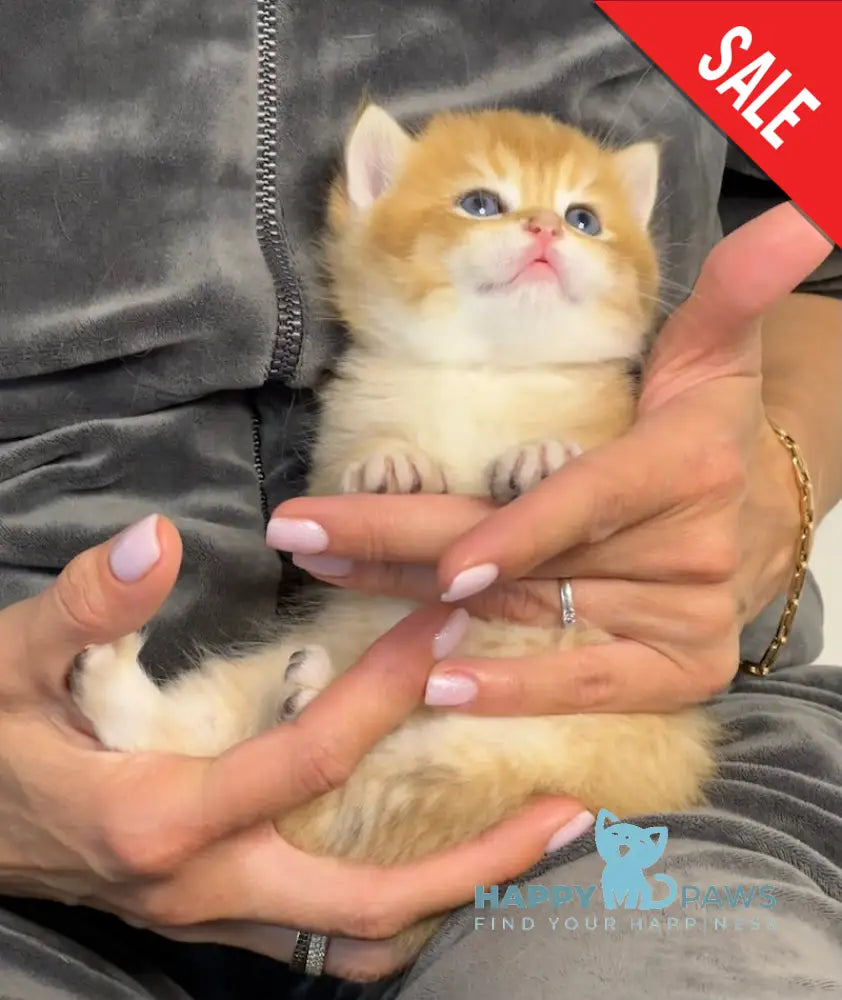 Sirius British Shorthair male black golden chinchilla live animals