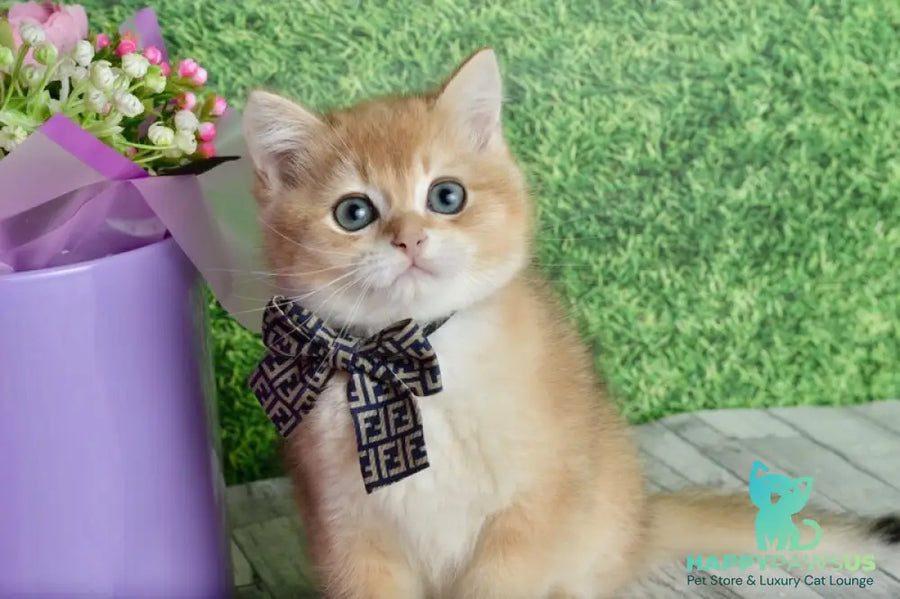 Sirius British Shorthair male black golden chinchilla - live animals