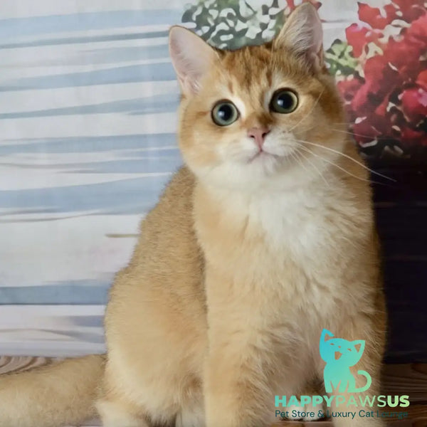 Sirius British Shorthair male black golden chinchilla - live animals