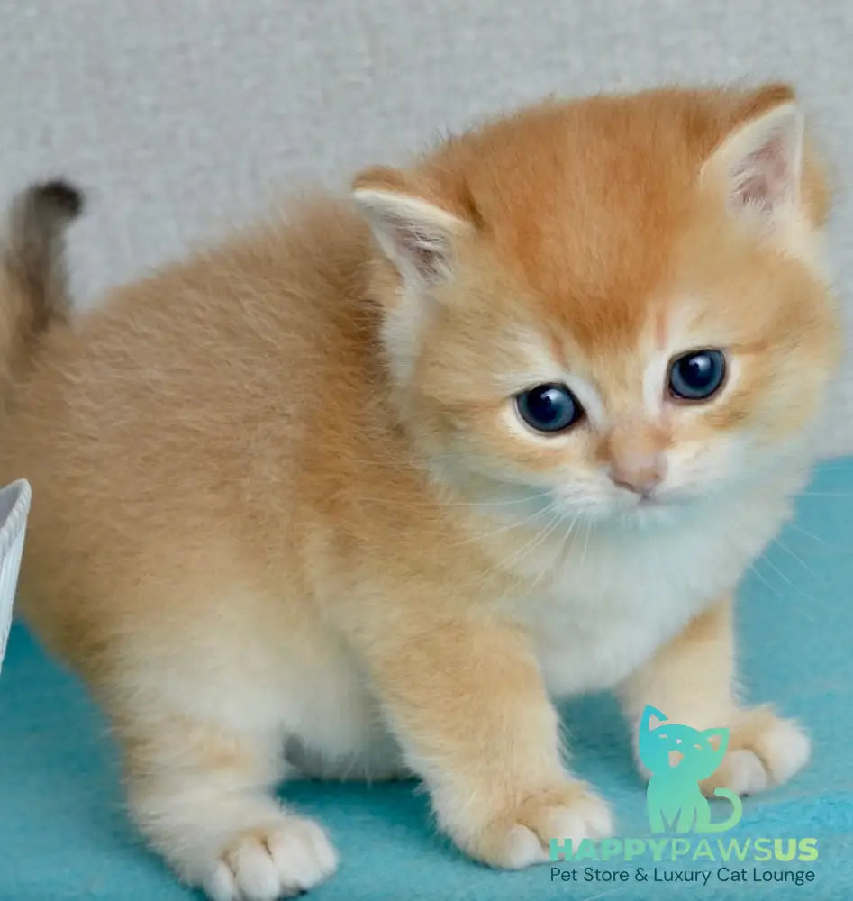 Sirius British Shorthair male black golden chinchilla - live animals