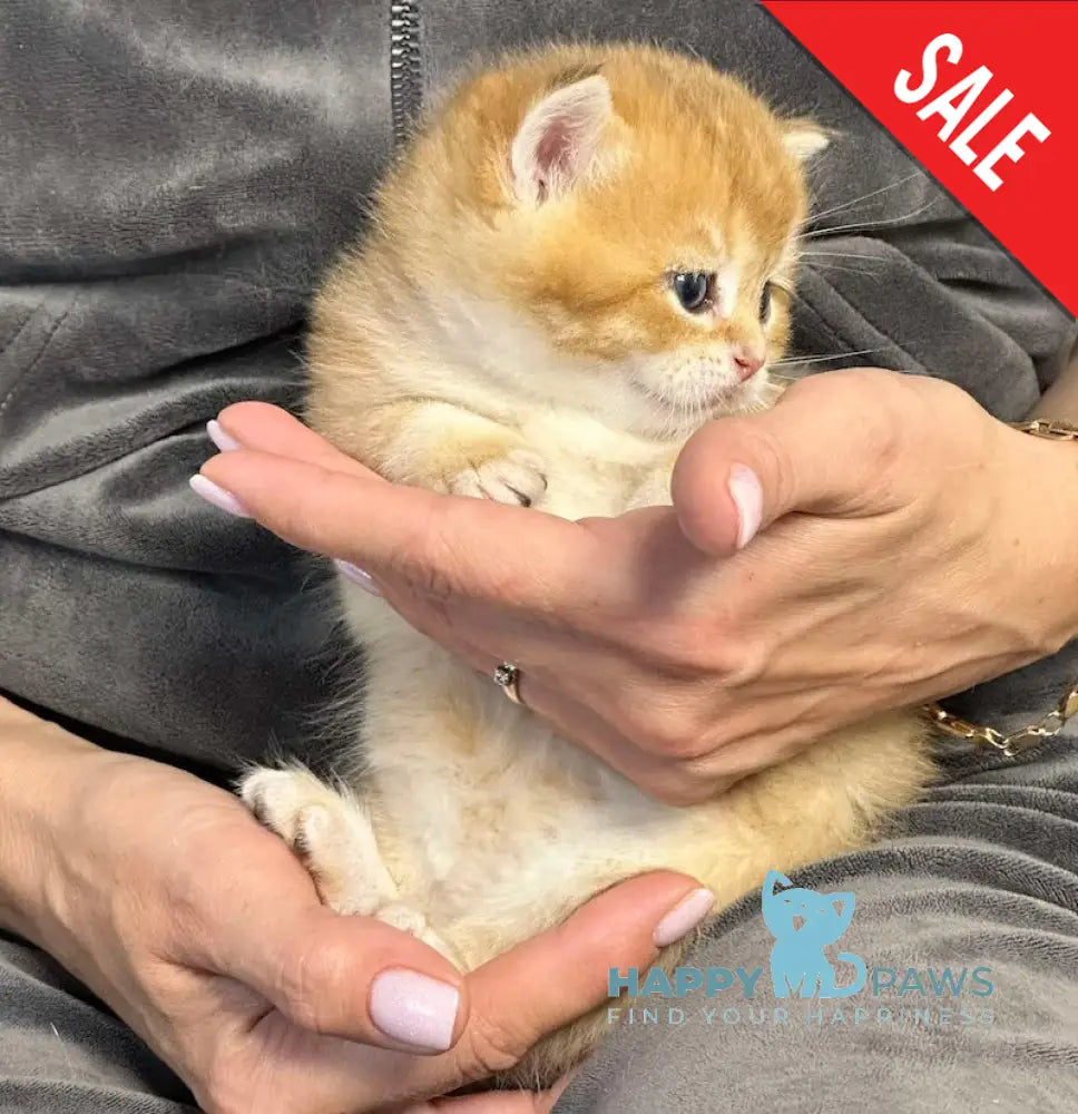 Sirius British Shorthair male black golden chinchilla live animals