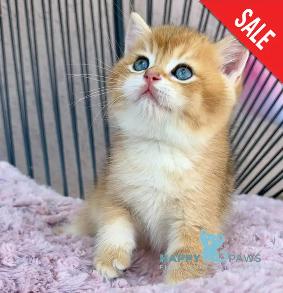 Sirius British Shorthair male black golden chinchilla live animals
