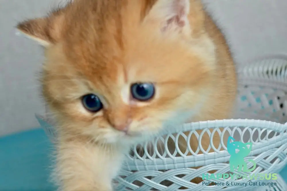 Sirius British Shorthair male black golden chinchilla - live animals