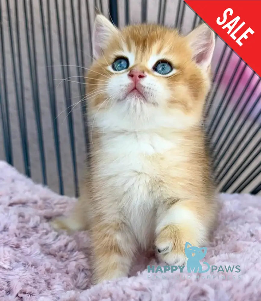 Sirius British Shorthair male black golden chinchilla live animals