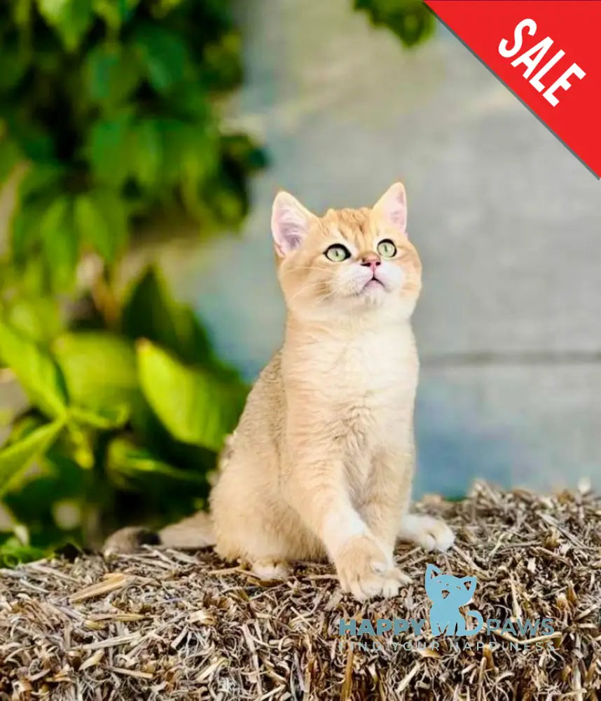 Sirius British Shorthair male black golden chinchilla live animals