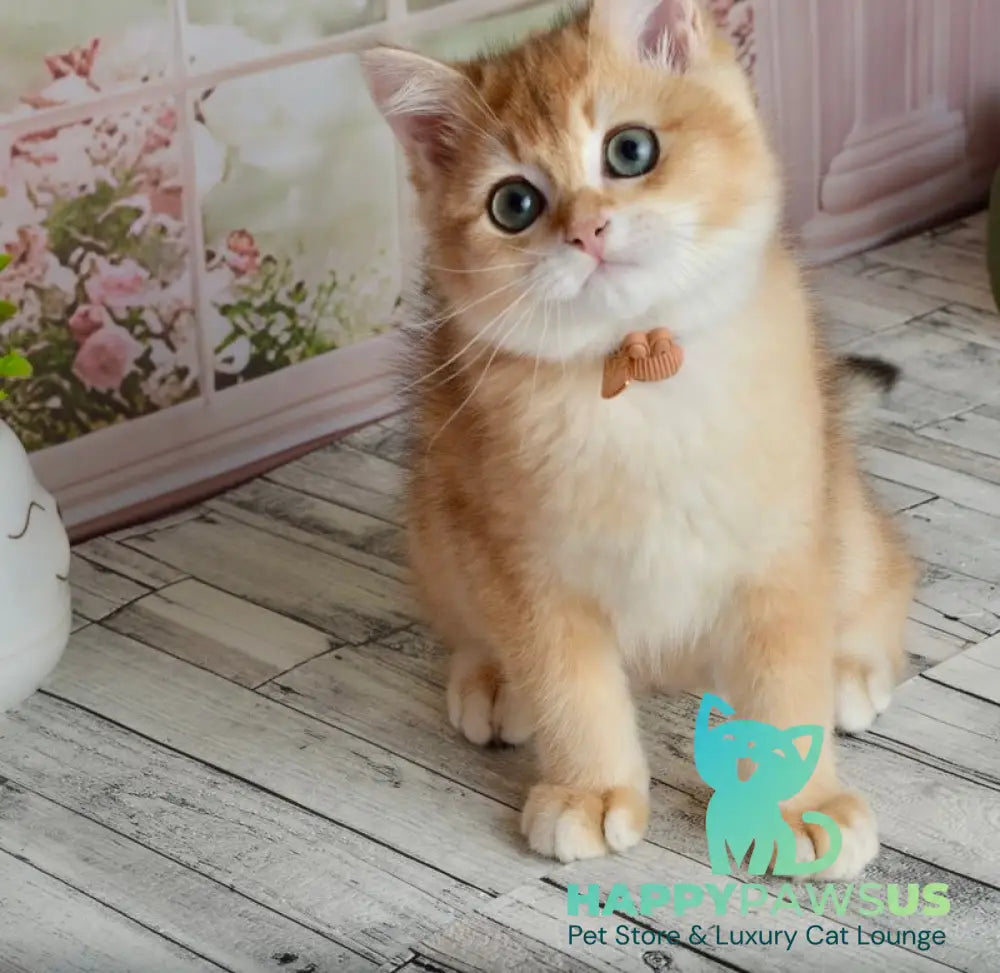 Sirius British Shorthair male black golden chinchilla - live animals