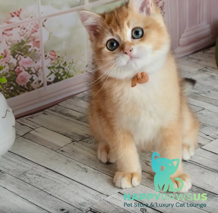 Sirius British Shorthair male black golden chinchilla - live animals