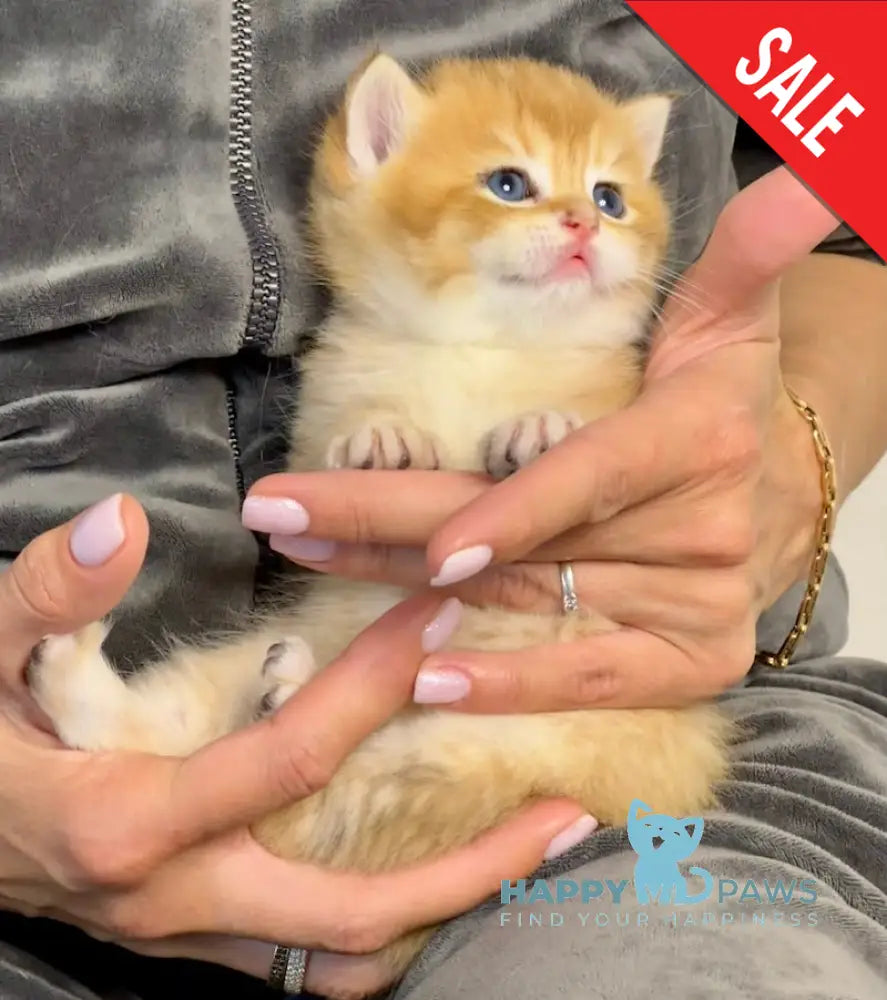 Sirius British Shorthair male black golden chinchilla live animals