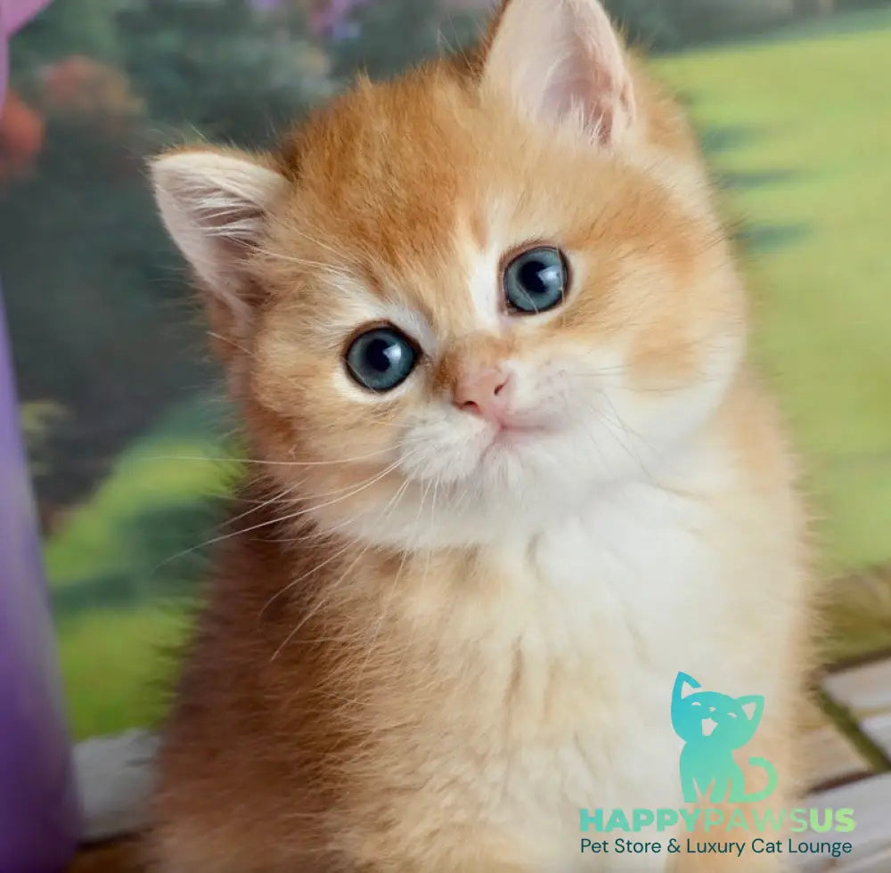 Sirius British Shorthair male black golden chinchilla - live animals
