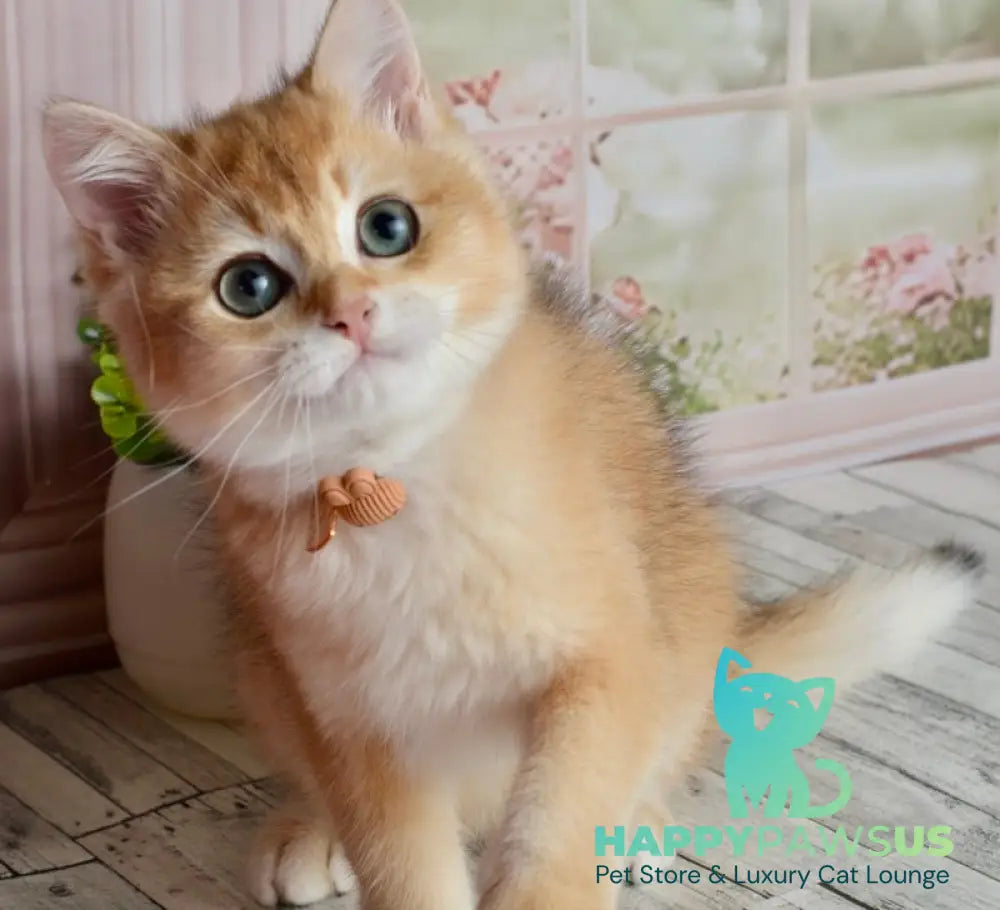 Sirius British Shorthair male black golden chinchilla - live animals