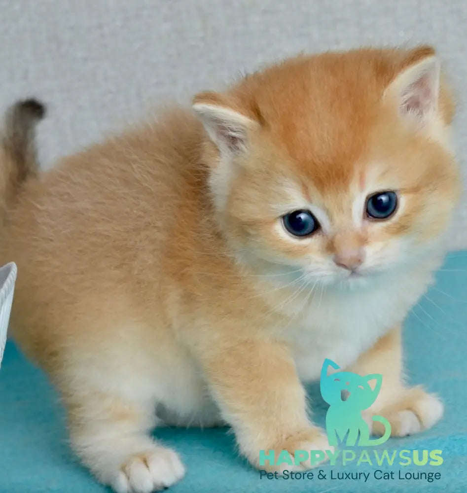Sirius British Shorthair male black golden chinchilla - live animals