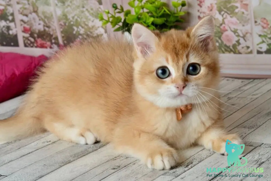 Sirius British Shorthair male black golden chinchilla - live animals
