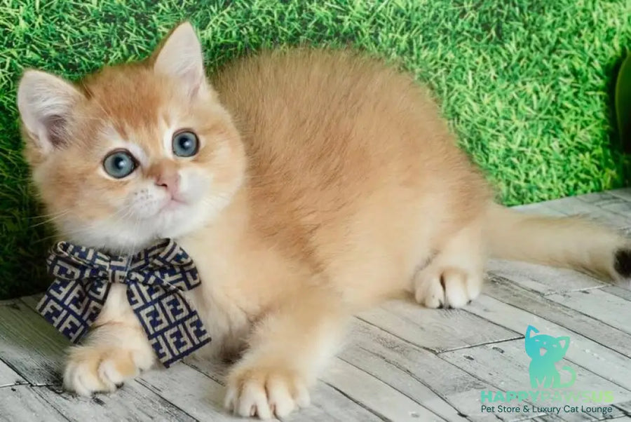Sirius British Shorthair male black golden chinchilla - live animals