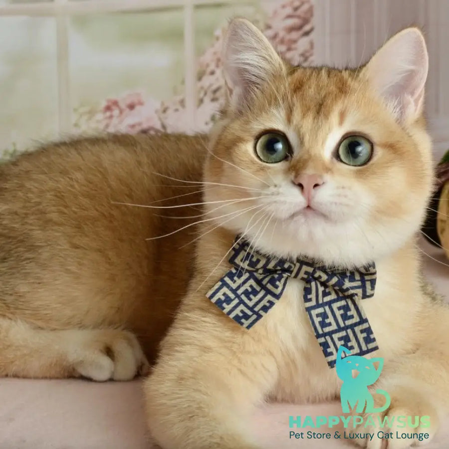 Sirius British Shorthair male black golden chinchilla - live animals