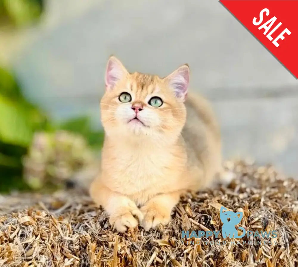 Sirius British Shorthair male black golden chinchilla live animals