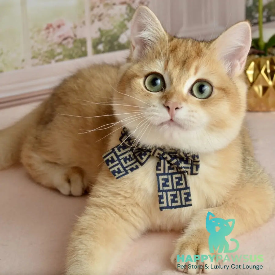 Sirius British Shorthair male black golden chinchilla - live animals