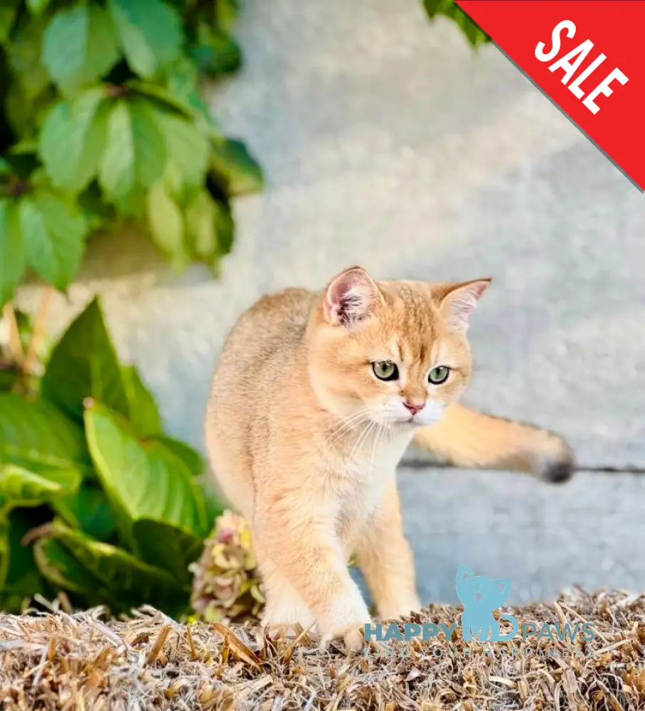 Sirius British Shorthair male black golden chinchilla live animals