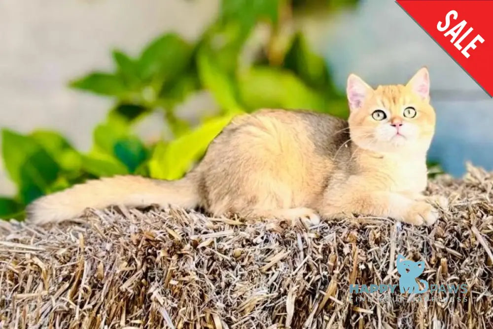 Sirius British Shorthair male black golden chinchilla live animals