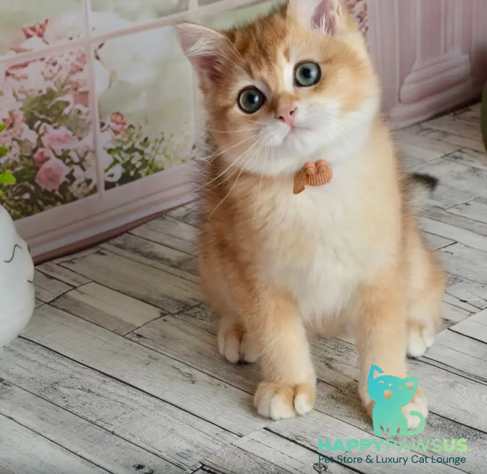 Sirius British Shorthair male black golden chinchilla - live animals