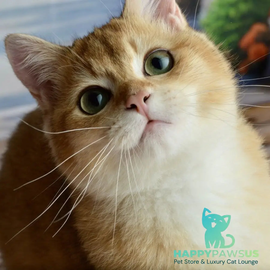 Sirius British Shorthair male black golden chinchilla - live animals