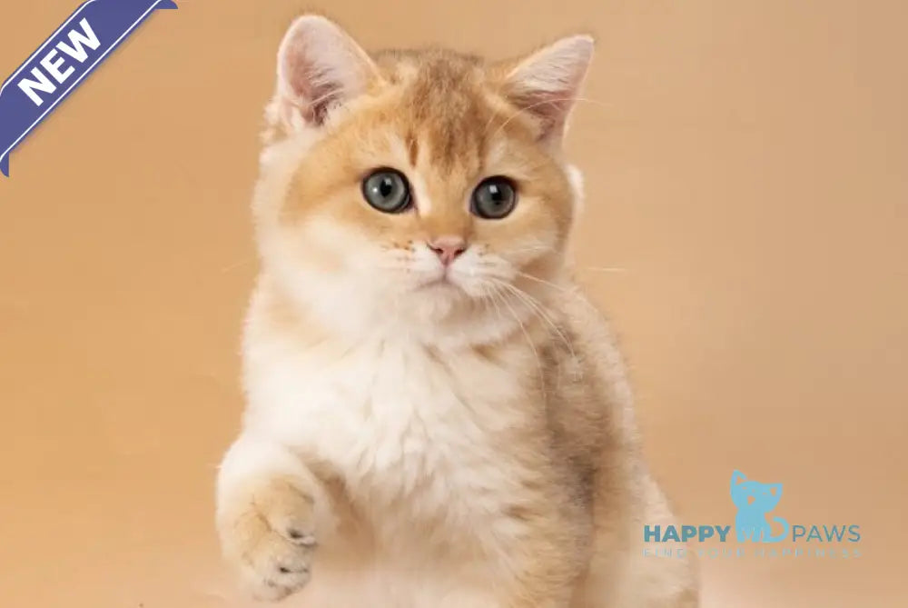 Sirius British Shorthair male black golden shaded live animals